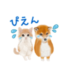 かわいい犬＆猫❤️飛び出す❤️シバにゃん（個別スタンプ：20）