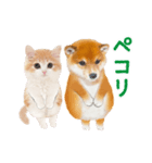 かわいい犬＆猫❤️飛び出す❤️シバにゃん（個別スタンプ：21）