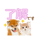 かわいい犬＆猫❤️飛び出す❤️シバにゃん（個別スタンプ：22）