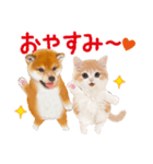 かわいい犬＆猫❤️飛び出す❤️シバにゃん（個別スタンプ：24）