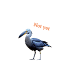 ハシビロコウ shoebill stork（個別スタンプ：23）