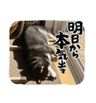 黒柴ホタル（個別スタンプ：2）