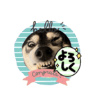 黒柴ホタル（個別スタンプ：4）