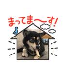 黒柴ホタル（個別スタンプ：7）