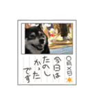 黒柴ホタル（個別スタンプ：8）