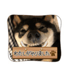 黒柴ホタル（個別スタンプ：9）