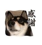 黒柴ホタル（個別スタンプ：10）