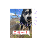 黒柴ホタル（個別スタンプ：17）