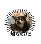 黒柴ホタル（個別スタンプ：18）