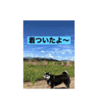 黒柴ホタル（個別スタンプ：21）