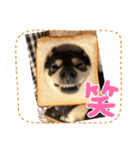 黒柴ホタル（個別スタンプ：22）