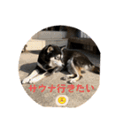 黒柴ホタル（個別スタンプ：23）
