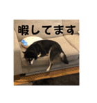黒柴ホタル（個別スタンプ：24）