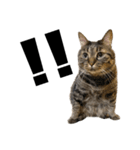 もじもじ猫きっと1（個別スタンプ：1）