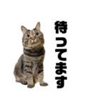 もじもじ猫きっと1（個別スタンプ：2）
