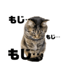 もじもじ猫きっと1（個別スタンプ：3）