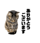 もじもじ猫きっと1（個別スタンプ：4）