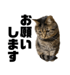 もじもじ猫きっと1（個別スタンプ：5）
