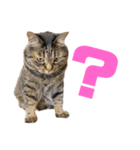 もじもじ猫きっと1（個別スタンプ：6）