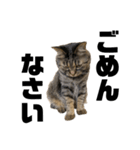 もじもじ猫きっと1（個別スタンプ：7）