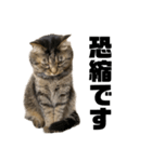 もじもじ猫きっと1（個別スタンプ：8）