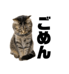 もじもじ猫きっと1（個別スタンプ：9）