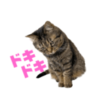 もじもじ猫きっと1（個別スタンプ：10）