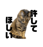 もじもじ猫きっと1（個別スタンプ：11）