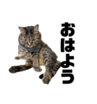 もじもじ猫きっと1（個別スタンプ：13）
