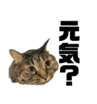 もじもじ猫きっと1（個別スタンプ：14）