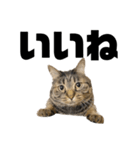 もじもじ猫きっと1（個別スタンプ：15）