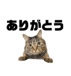 もじもじ猫きっと1（個別スタンプ：16）