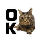 もじもじ猫きっと1（個別スタンプ：18）