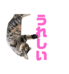 もじもじ猫きっと1（個別スタンプ：19）