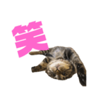 もじもじ猫きっと1（個別スタンプ：20）