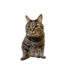 もじもじ猫きっと1（個別スタンプ：21）