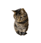もじもじ猫きっと1（個別スタンプ：22）