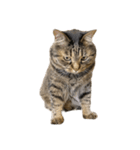 もじもじ猫きっと1（個別スタンプ：23）