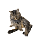もじもじ猫きっと1（個別スタンプ：24）