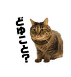 もじもじ猫きっと2（個別スタンプ：1）
