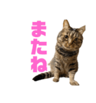 もじもじ猫きっと2（個別スタンプ：2）