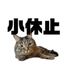 もじもじ猫きっと2（個別スタンプ：3）