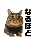 もじもじ猫きっと2（個別スタンプ：4）