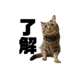 もじもじ猫きっと2（個別スタンプ：5）
