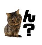 もじもじ猫きっと2（個別スタンプ：6）