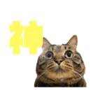 もじもじ猫きっと2（個別スタンプ：7）