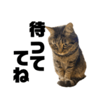 もじもじ猫きっと2（個別スタンプ：8）