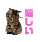 もじもじ猫きっと2（個別スタンプ：9）