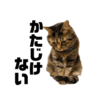 もじもじ猫きっと2（個別スタンプ：11）
