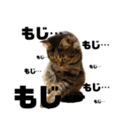 もじもじ猫きっと2（個別スタンプ：12）